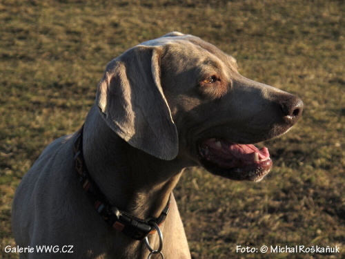 Po lovu - Foto: © Michal Roškaňuk Po lovu - Foto: © Michal Roškaňuk
